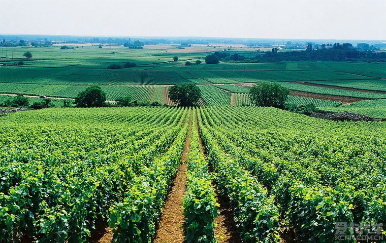 15500171342685.jpg 種植.jpg