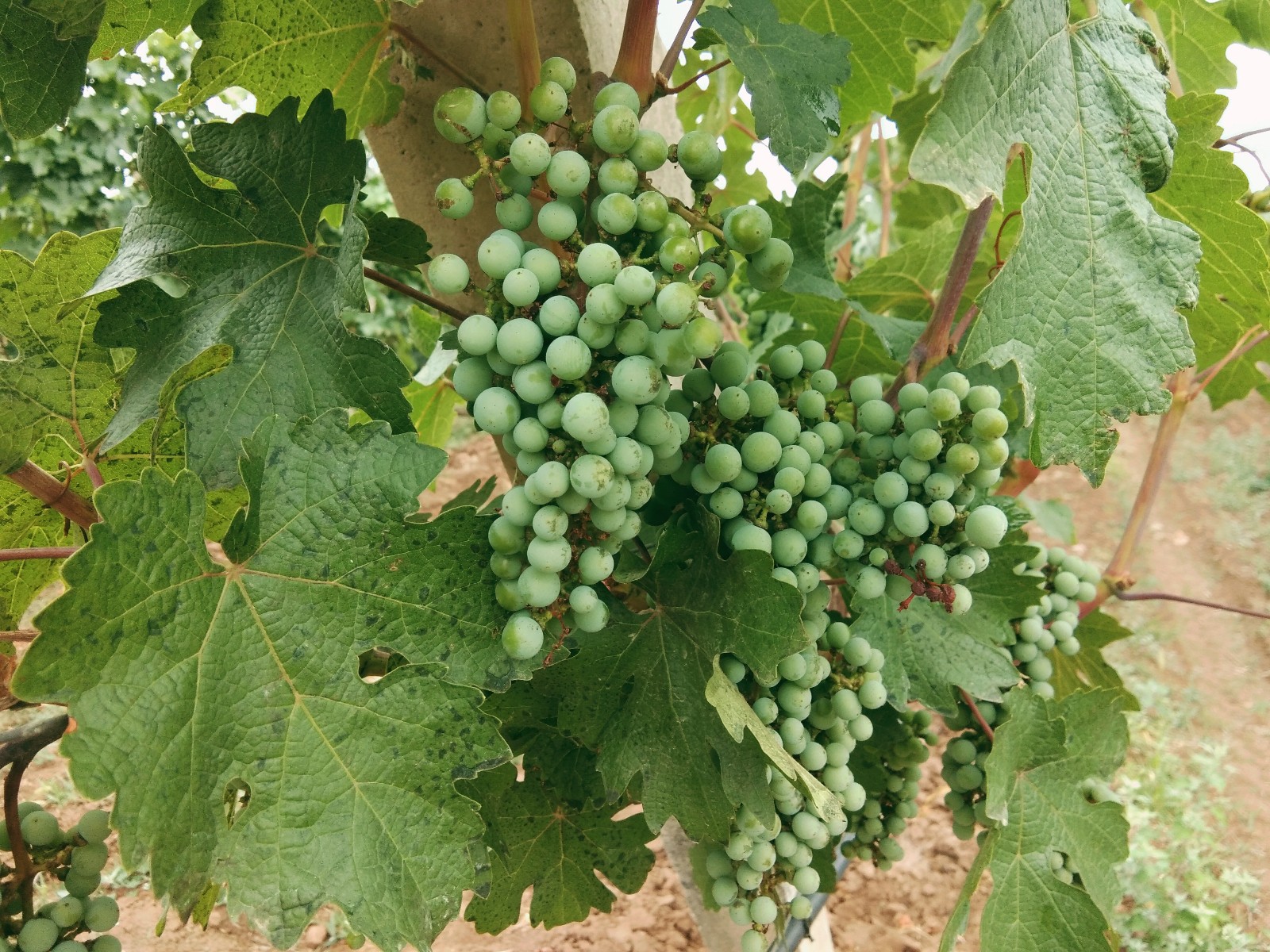 15710203189369.jpg 微信圖片_20190620145735.jpg