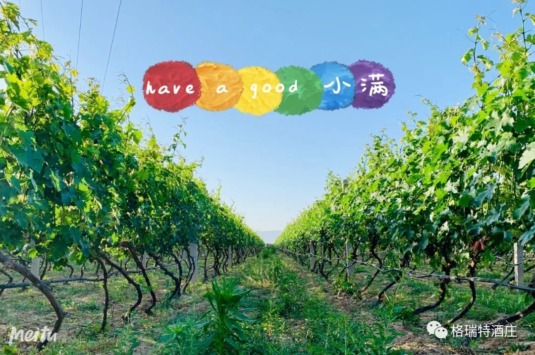 記錄小滿時節的酒莊、怎一美字了得！