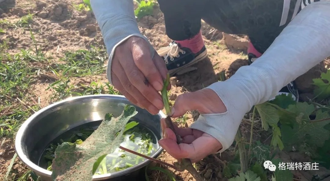 15903105529789.jpg 640.webp (8).jpg