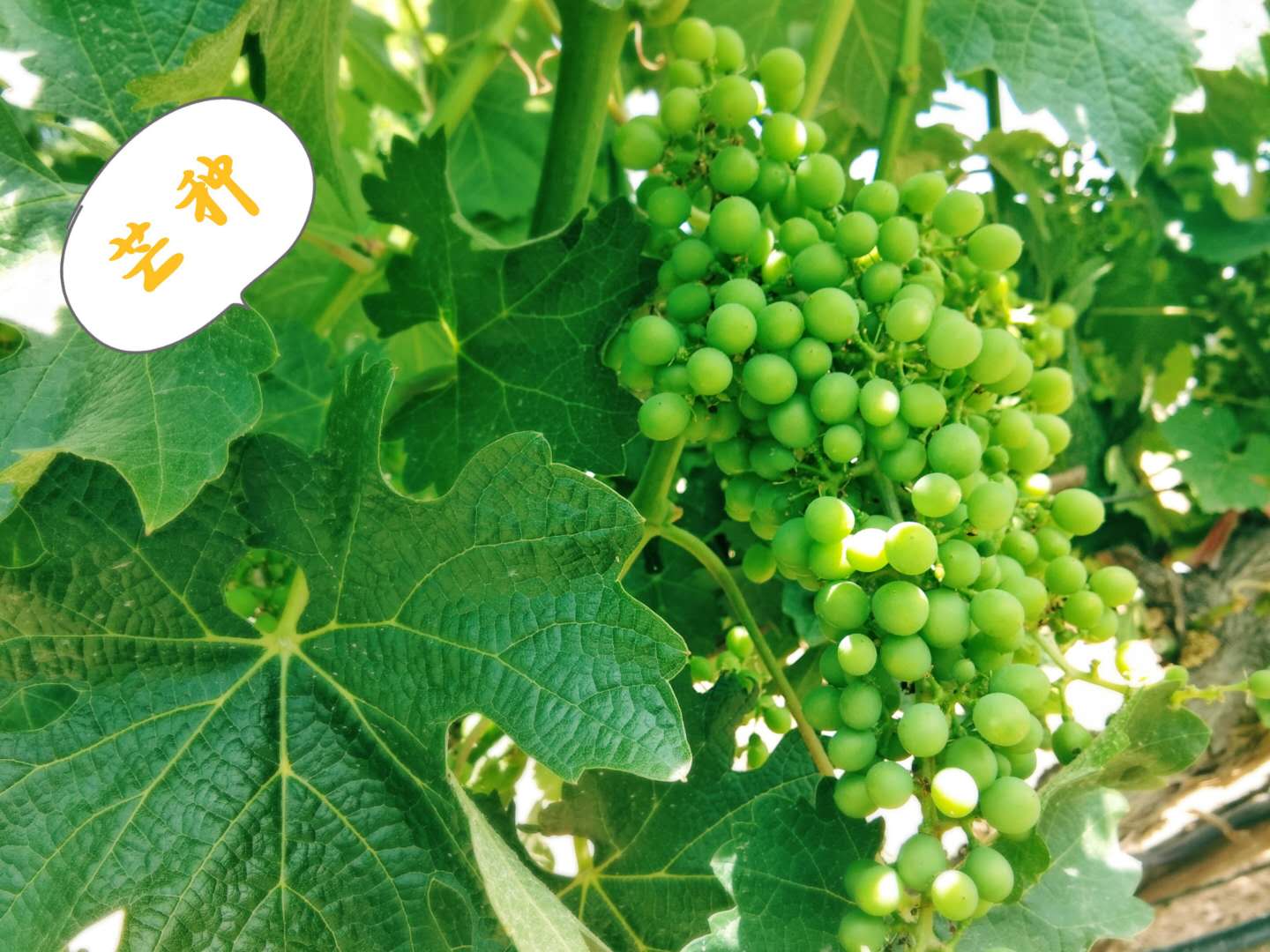 15916017795551.jpg 微信圖片_20200603154826.jpg