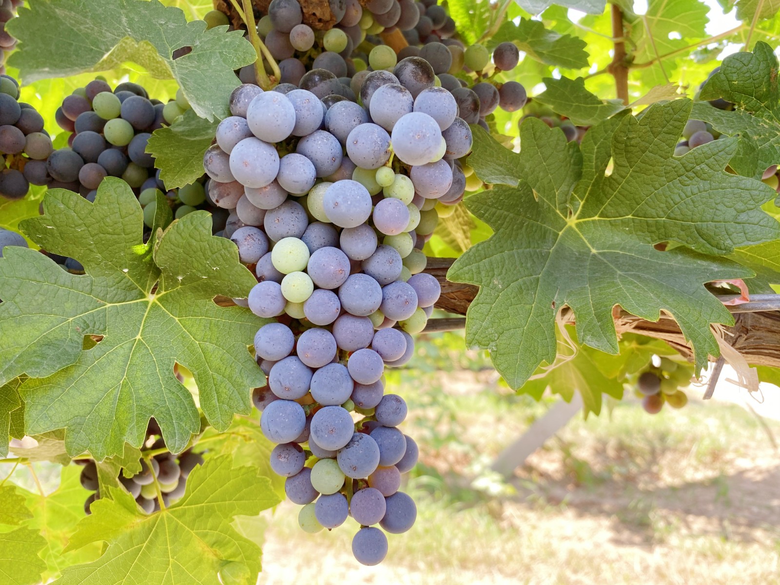 16283824945206.jpg 微信圖片_20210806150921.jpg