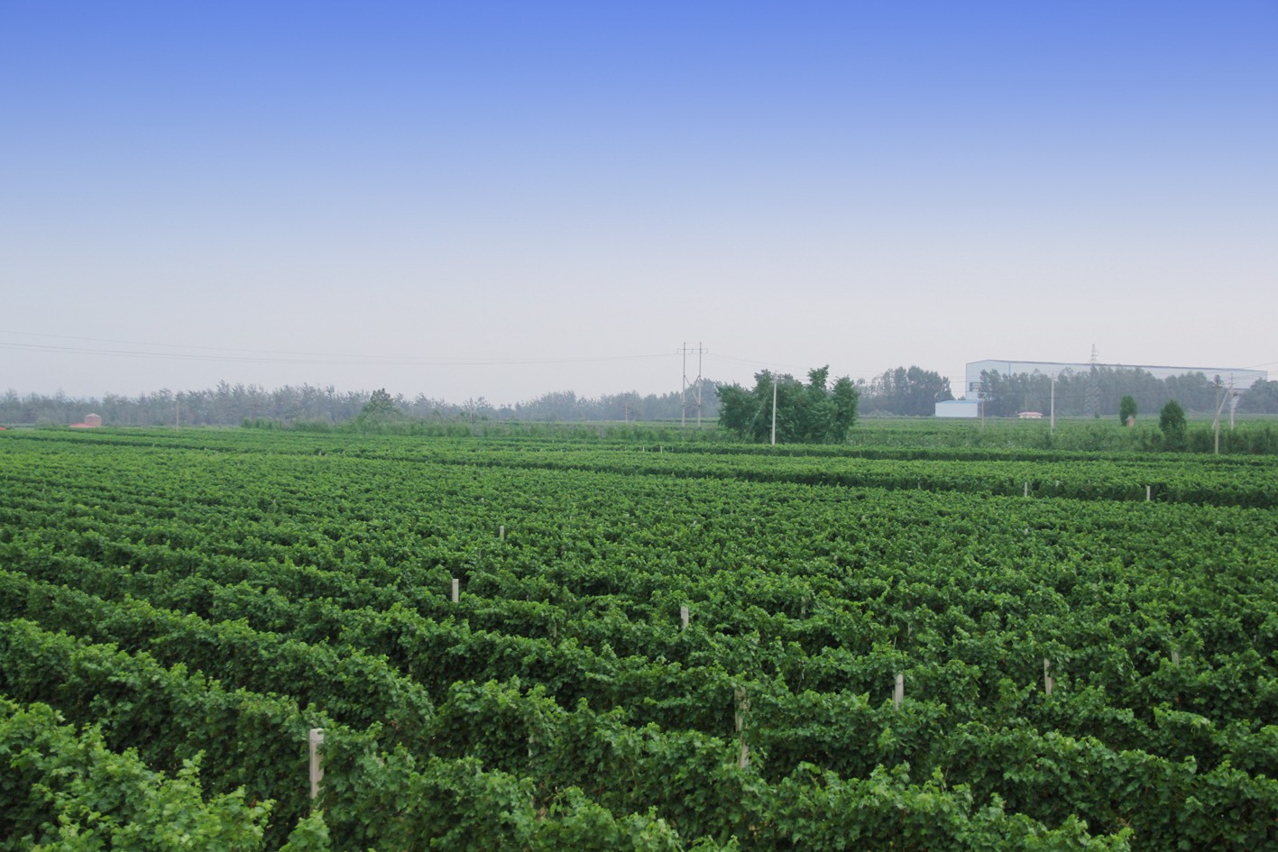 16286643375433.jpg 7.jpg