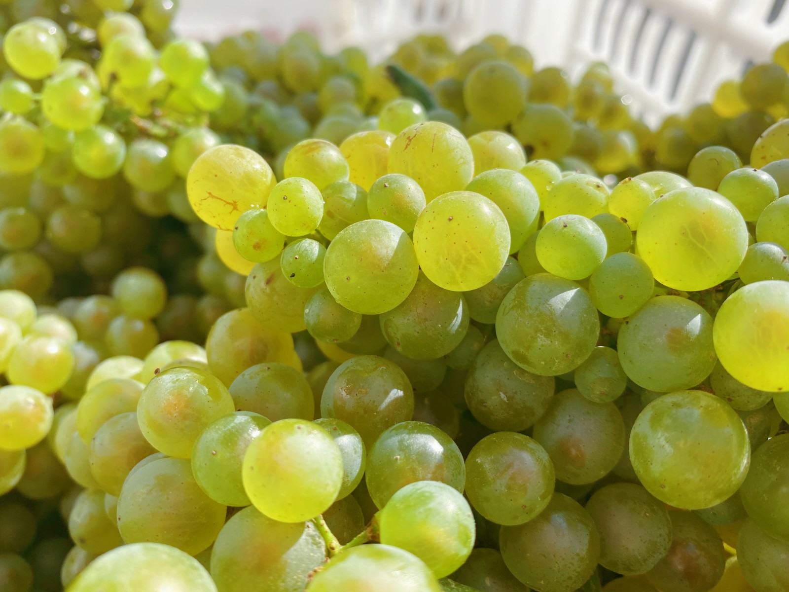 16296792314668.jpg 微信圖片_20210821093042.jpg