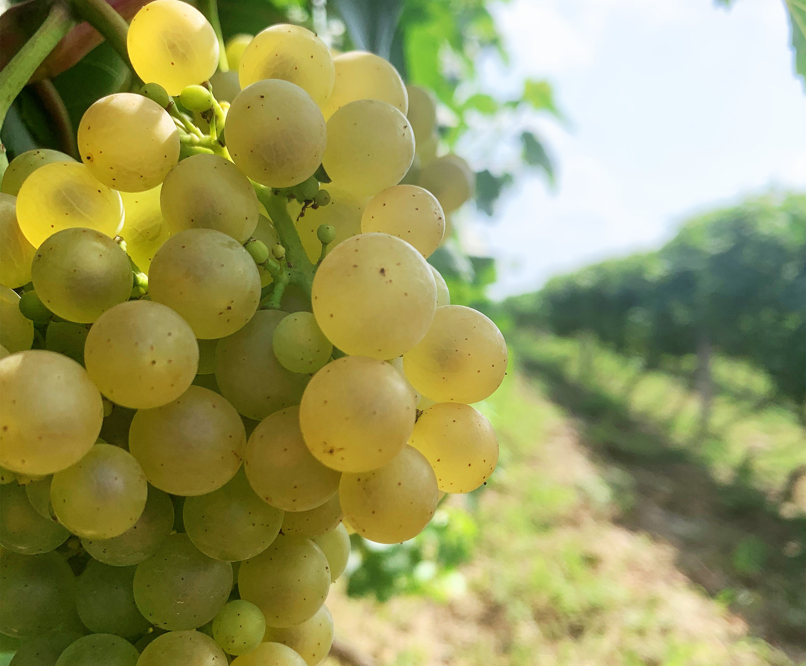 16585389835084.jpg 636570138ec23644a6918ab42ee2652.jpg