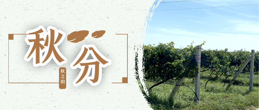 秋分 ▎秋分載萬物，葡園話豐收