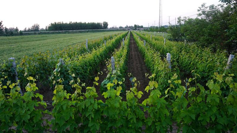 釀酒葡萄的堅強，從根系開始~