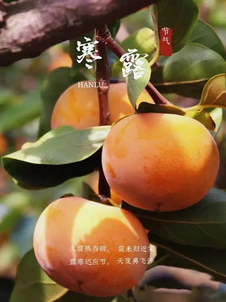 17113572584368.jpg fb76dbbe82fc21f4de5b75126d1ac46f.jpg