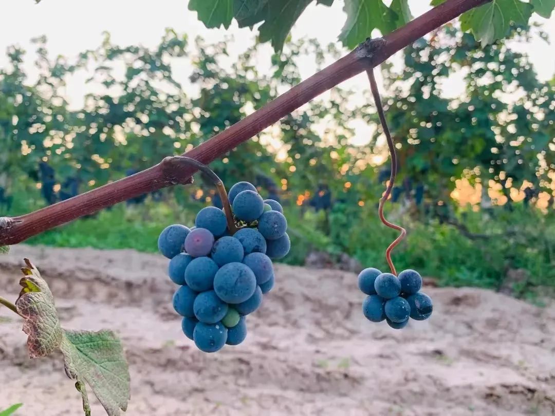 17113572753170.jpg 62456a0eb1c4464558333b04fac3c5f9.jpg