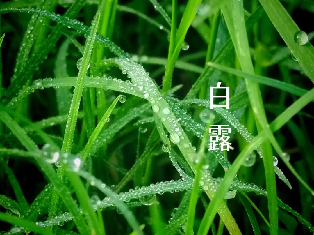 白露||霜凝秋意心自閑，歲月靜美福滿園